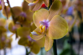 , , , flowers, flowering, orchids