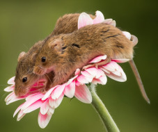 животные, крысы,  мыши, гербера, парочка, мышки, цветок