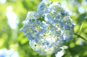      2048x1365 , , , , petals, splendor, flowers, , blue, , hydrangea