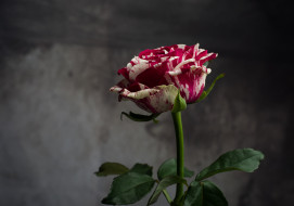      2048x1437 , , , , , , , rose, bud, petals, leaves, blossoms