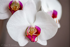      2048x1366 , , orchid, petals, , bloom, bright, , , 