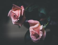 цветы, розы, дуэт, бутоны