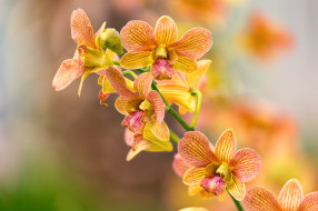 , , , orchids, flowering, flowers