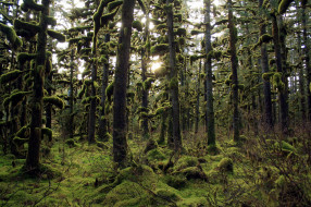      2560x1706 , , alaska, forest