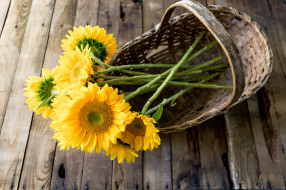 , , petals, flowers, sunflower, , , , bloom