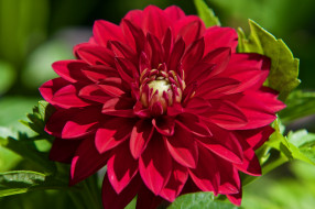 , , , , , , , , dahlia, red, yellow, leaves, buds, petals