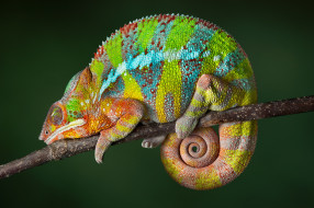      4000x2666 , , reptile, color, changing, chameleon