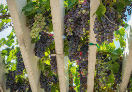 , ,  , grapes, leaves, , , , , the, vineyard