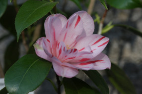 , , flowering, , shrubs, bud, , , leaf, camellia, , 