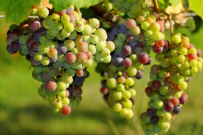 , ,  , grapes, , leaves, , , the, vineyard, 