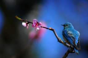 , , , , hummingbird