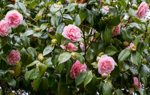      2048x1299 , , shrubs, , flowering, bud, , leaf, camellia, , , 