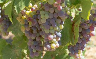 , ,  , , grapes, , , , leaves, the, vineyard