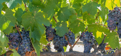      2500x1171 , ,  , leaves, grapes, the, vineyard, , , , 