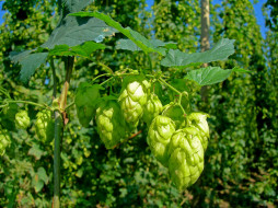     1206705 (a):cucushonok :1920x1440