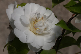      2048x1365 , , leaf, , camellia, , , , , shrubs, flowering, bud
