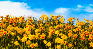 , , yellow, flowers, clouds, petals, sunny, field, sky