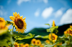 , , petals, , , sunflower, flowers, , bloom