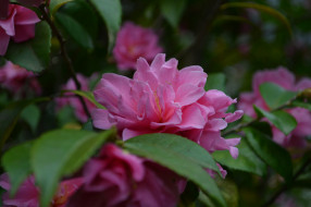      2048x1365 , , camellia, , , , , , shrubs, flowering, bud, leaf