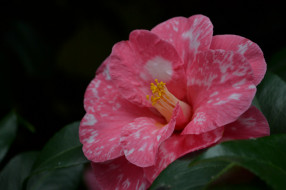 , , bud, leaf, camellia, , , , , , shrubs, flowering