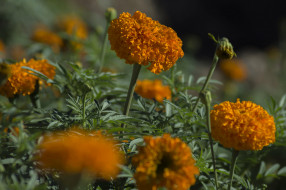 , , bushes, yellow, orange, , , flowering, , marigold