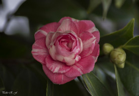 , , flowering, bud, shrubs, , , , , camellia, leaf, 
