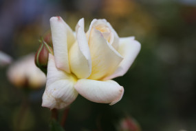      2400x1600 , , , , , , , rose, bud, petals, leaves, blossoms