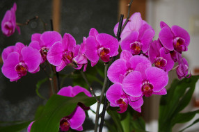 , , flowers, , flowering, orchids