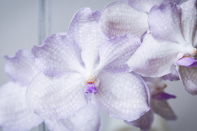 , , , , , , petals, bloom, bright, orchid