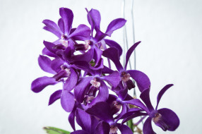 , , , flowering, orchids, flowers