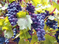, ,  , the, vineyard, leaves, grapes, , , , 