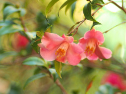 , , camellia, , , , bud, flowering, shrubs, leaf, , 