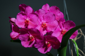 , , , , , bloom, petals, bright, orchid, 