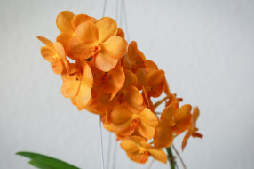      2048x1365 , , flowering, flowers, orchids, 