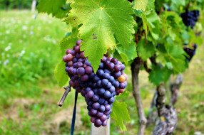 , ,  , , , , , the, vineyard, leaves, grapes