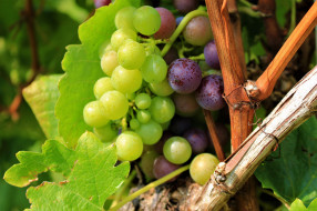 , ,  , , , grapes, leaves, the, vineyard, , 