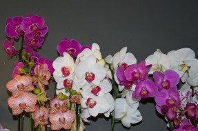 , , bloom, orchid, bright, petals, , , , 