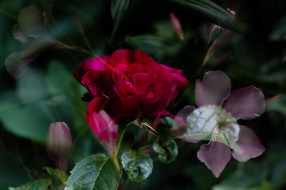      2048x1365 , , blossoms, bud, , , rose, leaves, petals, , , 