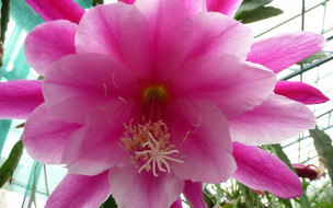 , , cactus, flower