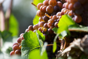 , ,  , leaves, grapes, the, vineyard, , , , 