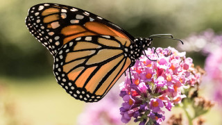      1920x1080 , ,  ,  , , brightness, butterfly, colors, , 