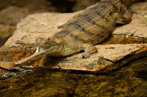 Indian Gharial Crocodile     2048x1365 indian gharial crocodile, , , 