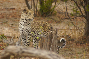 Leopard     2048x1363 leopard, , , 