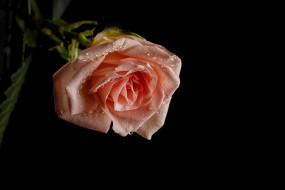      2500x1667 , , leaves, petals, , bud, rose, , , , , blossoms