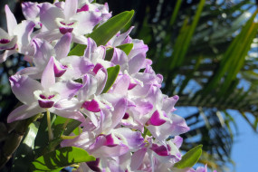 , , orchids, , flowers, flowering