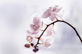      1920x1280 , , flowers, flowering, orchids, 