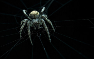     2880x1800 , , spider, ambush, web