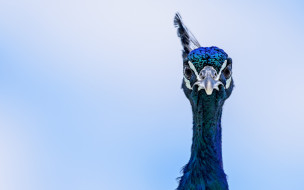      2880x1800 , , eyes, peacock, blue