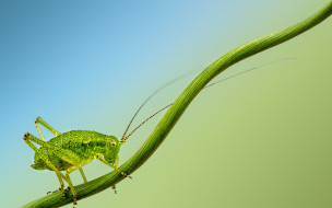 , ,  , cricket, insect, branch