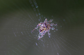 , , spider, wet, drops, web